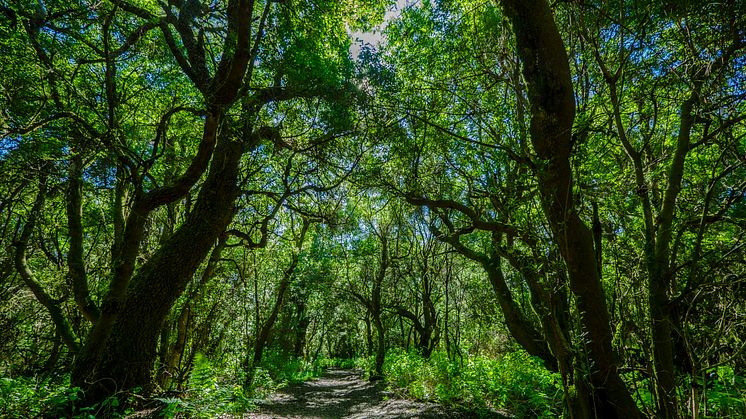 "Fayal-brezal” är en unik skogstyp som ofta bildar en övergång mellan lagerträdsskog och tallskogsområden. Foto: Canary Islands Tourism. 