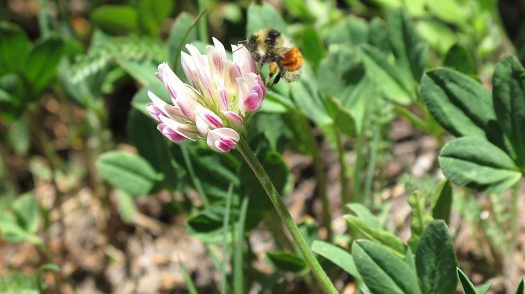 Till utseendet går det inte att skilja mellan den nyupptäckta humlearten Bombus incognitus och Bombus sylvicola, så forskarna kan inte säga vilken av de två arterna humlan på bilden tillhör. Foto: Jennifer Geib