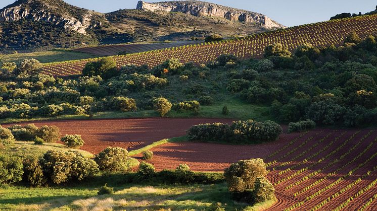 Alto Moncayo ligger i Campo de Borja som producerar många av Spaniens främsta Garnachaviner från gamla, knotiga rankor. Klimatet, den unika jordmånen och Alto Moncayos okonventionella produktionsmetoder resulterar i minst sagt storartade viner.