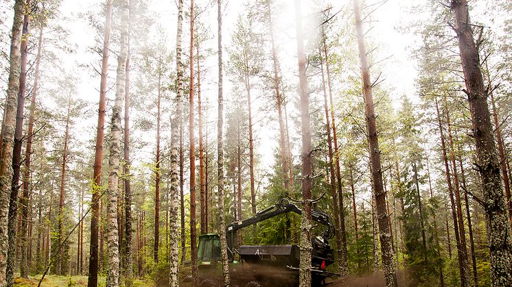 Askan gör att skogen växer bättre