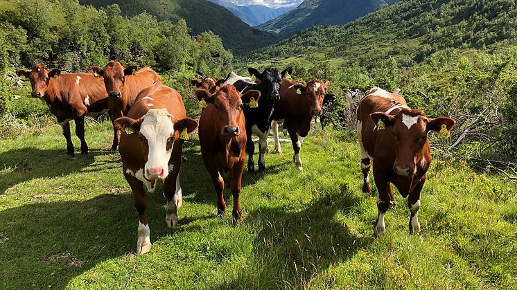 Geno SA has been established by a group of passionate dairy producers on November 16, 1935, in Hedmark, Norway. Photo by Oddfrid Vange Bergfjord