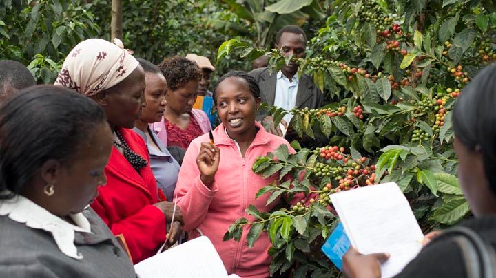 Efterfrågan ökar medan tillgången minskar: Zoégas investerar ytterligare i Kenya