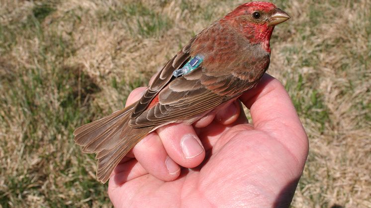 En av de rosenfinkshannar från södra Gotland som utrustades med en ljuslogg och som sedan återfanns ett år senare. Foto: Thord Fransson, Naturhistoriska riksmuseet