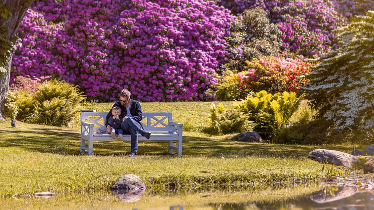 Rhododendron i blom