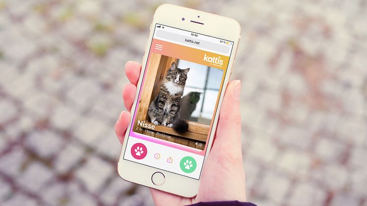 Ny digital tjänst hittar nya hem åt hemlösa katter