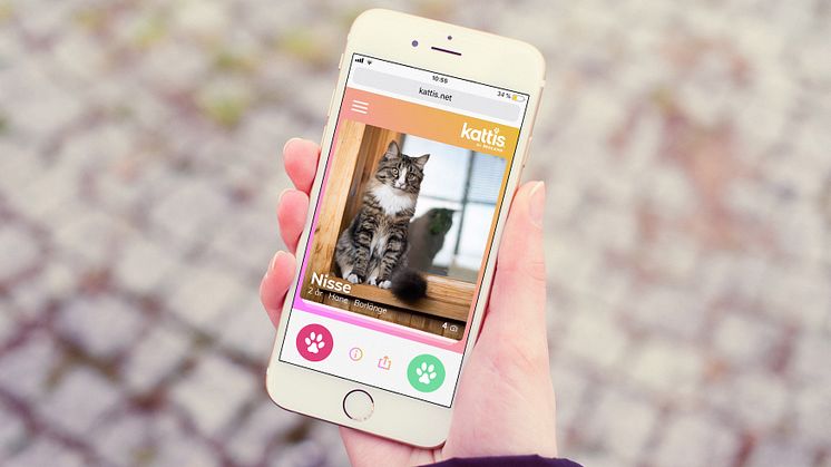 Kattis – en ny digital tjänst för att matcha med hemlösa katter