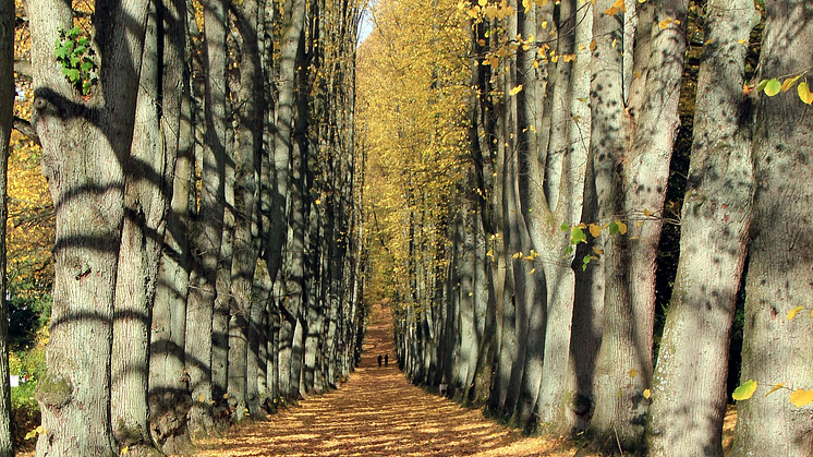 Alléer tillhör en av de sju svenska biotoptyper som är skyddade över hela landet. De ingår också inom begreppet grön tillsyn.  Foto: Pixabay