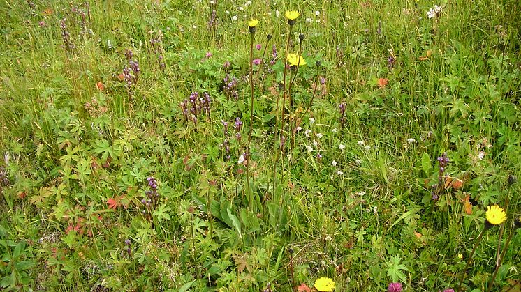 Ängarnas artrikedom är resultatet av att människan ytterligare förbättrar en redan rik natur. Foto: Länsstyrelsen i Dalarnas län