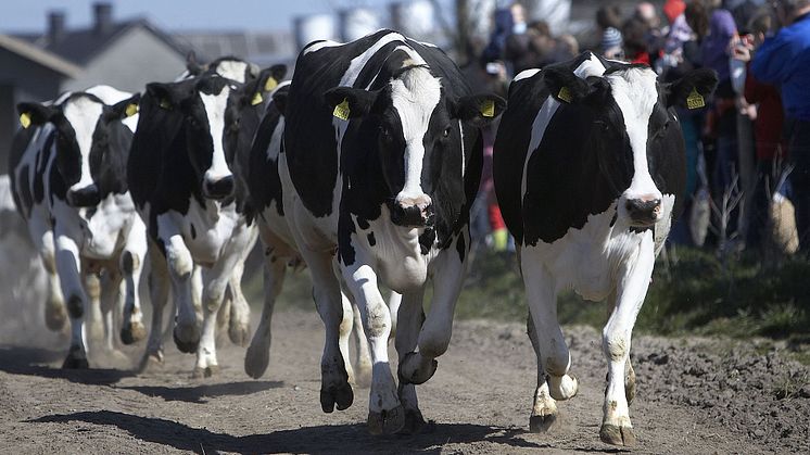 Arla fejrer økologien på 39 gårde 