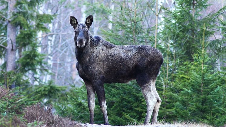 Stora genetiska skillnader mellan älg i norra och södra Sverige