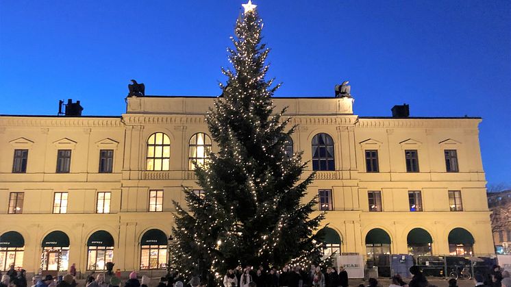 Ståtliga granar sökes till Karlstads olika torg 