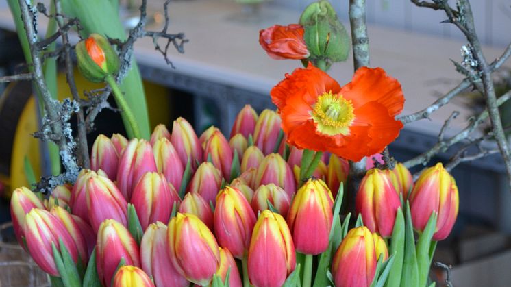 Tulpanens Dag firas för 25:e året