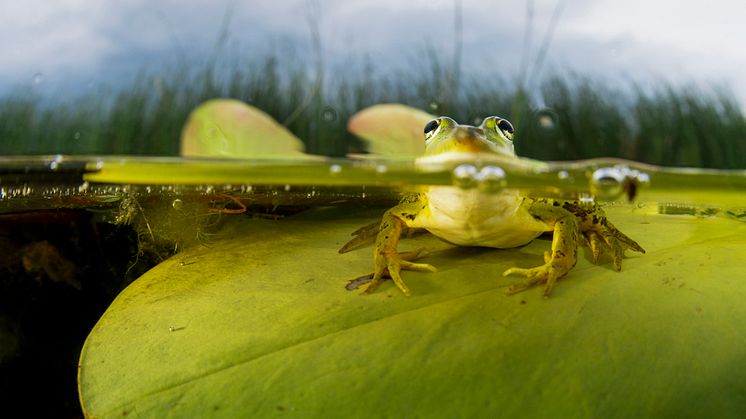 Amphibia – att leva på hoppet