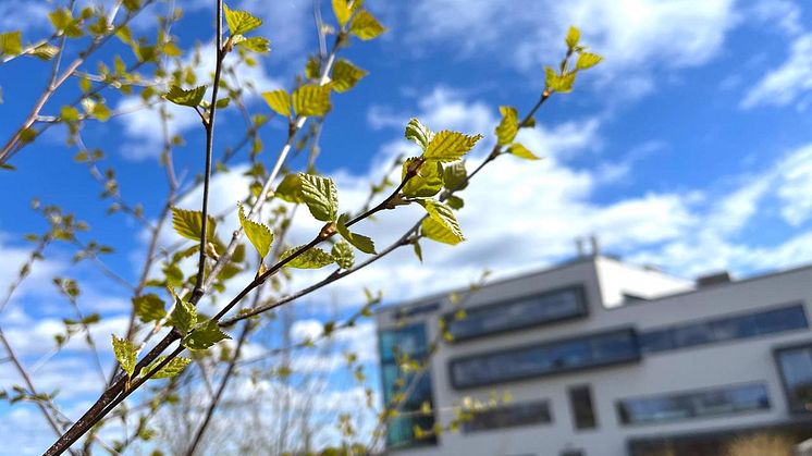 Bjørka spretter og gir i disse dager store plager for pollenallergikere. For de som er hardt rammet, betyr det også at arbeidshverdagen blir ekstra utfordrende. FOTO: Simployer