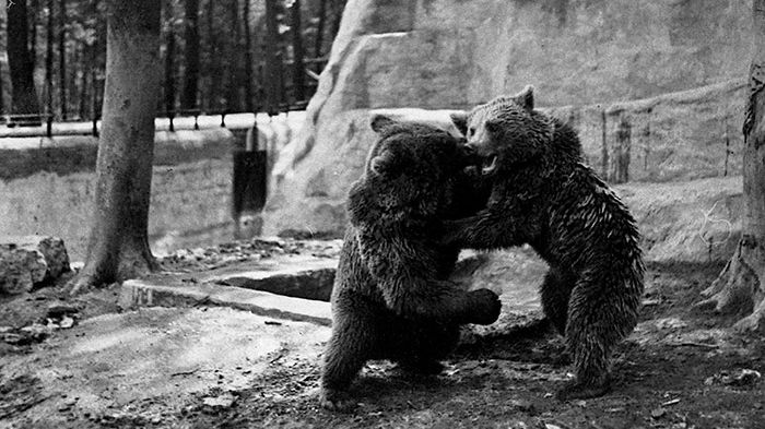 Bjørnane i dyrehagen i Buchenwald. Foto: Foto, Sammlung Stiftung Gedenkstätten Buchenwald und Mittelbau-Dora.
