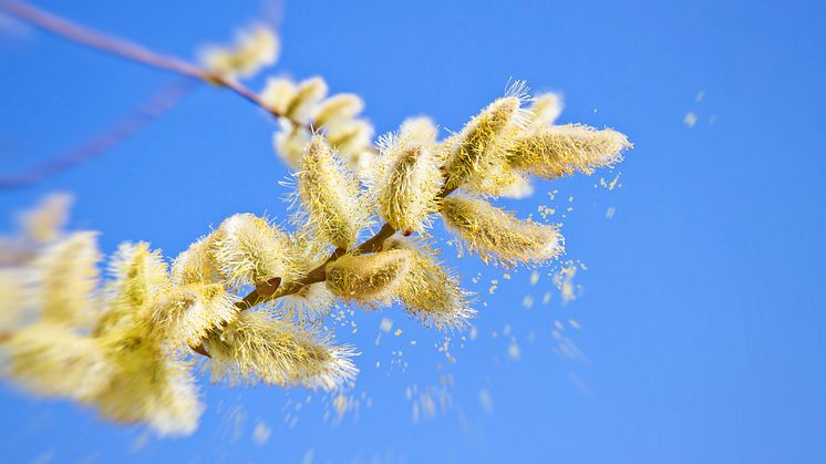 Air pollution makes the pollen season longer and more intense.