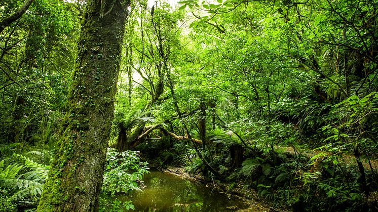 Verdens Skove vil hjælpe blå minister med at blive grøn