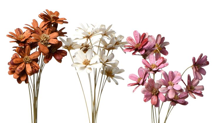 NYHET! Dried Flowers Marguerite 50 cm Mixed Colors 4,99 EUR.jpg