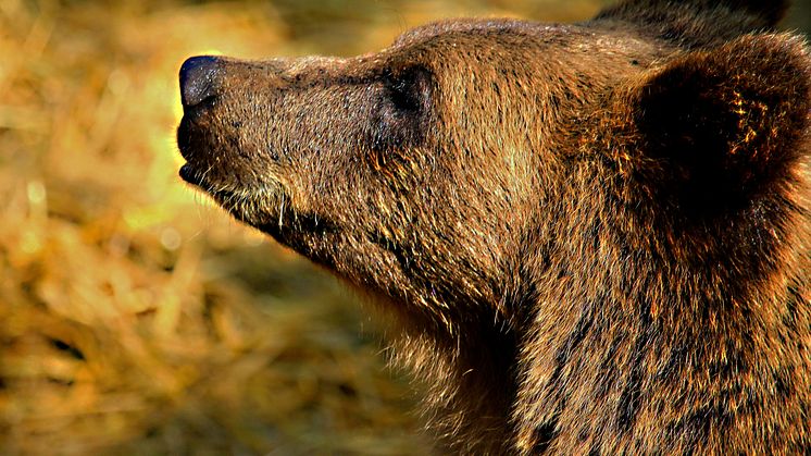 Länsstyrelsen har beslutat att de överskjutna björnarna inte ska räknas bort från tilldelningen i övriga jaktområden. Foto: Roland Levander