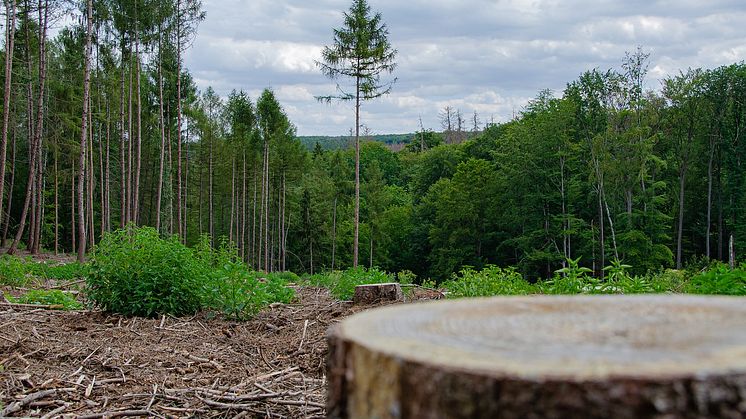 Fram till 2030 finns stor outnyttjad potential hos den svenska skogen. Foto: Pixabay