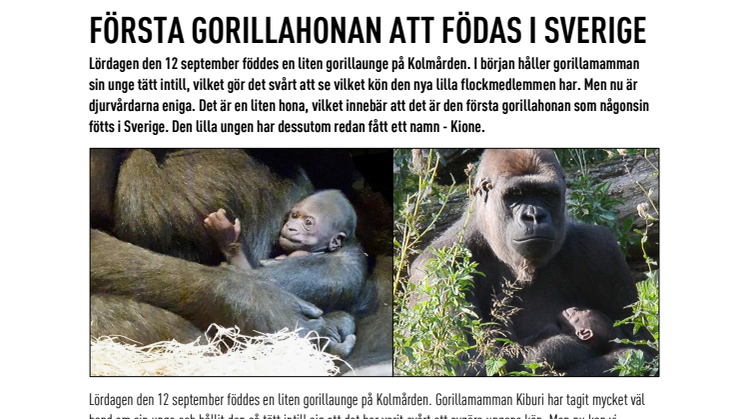 Första gorillahonan att födas i Sverige