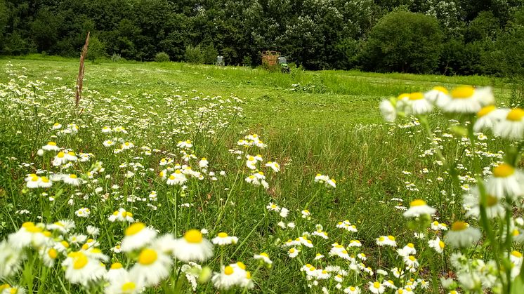 150 Hektar Land wurden mit der Unterstützung von dm auf den HeimatERBE-Flächen bereits für den Umwelt- und Naturschutz gesichert. Bildnachweis: GREENZERO GmbH