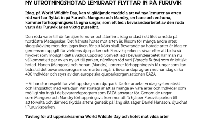 Ny utrotningshotad lemurart flyttar in på Furuvik
