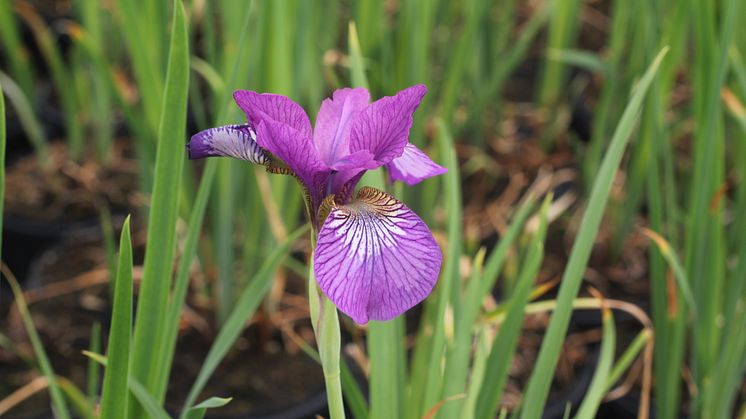Trädgårdsiris, Iris sibirica 'Wine Wings'. Vårnyhet 2014, Blomsterlandet