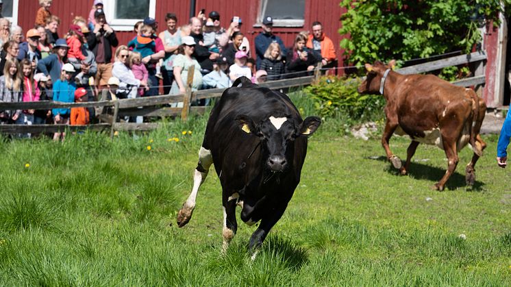 Betessläpp i Röbäck 2022