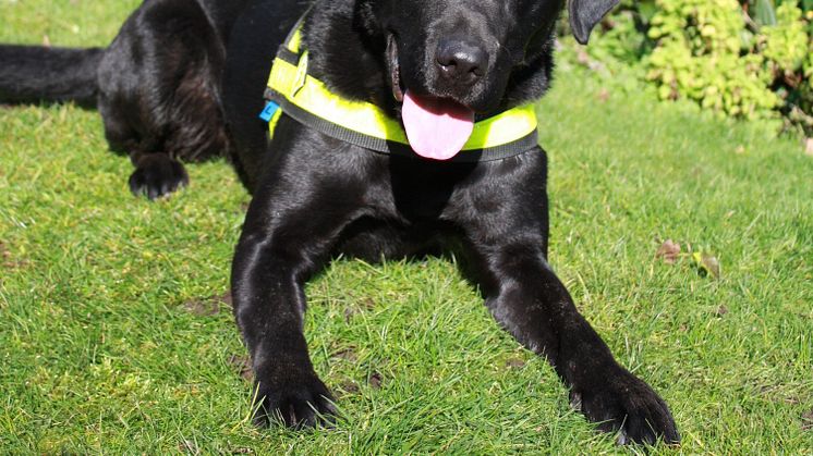 Detective dogs sniff out illegal tobacco on National No Smoking Day