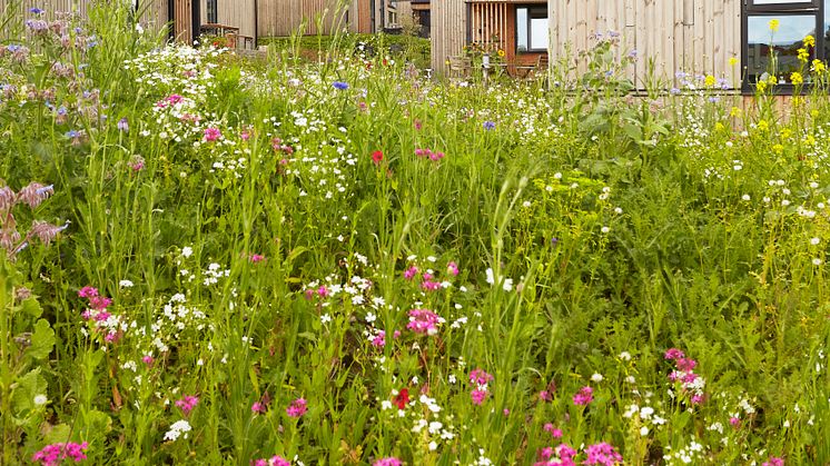 Kløverbakken-biodiversitet