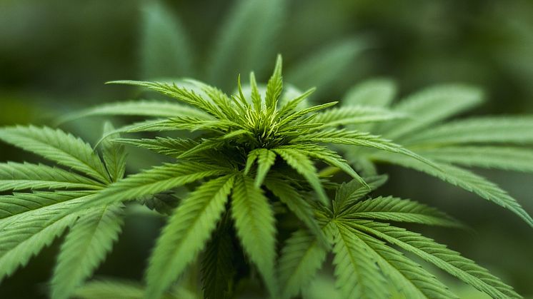 Cannabis-Samen kaufen: Ein Leitfaden zur Legalisierung in Deutschland ab dem 1. April 2024