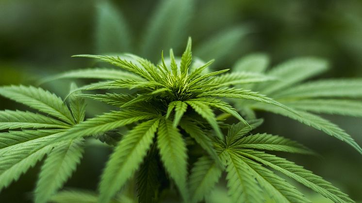 Cannabis-Samen kaufen