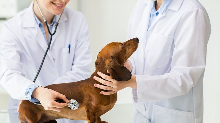Här är de 5 vanligaste hälsoproblemen hos hundar