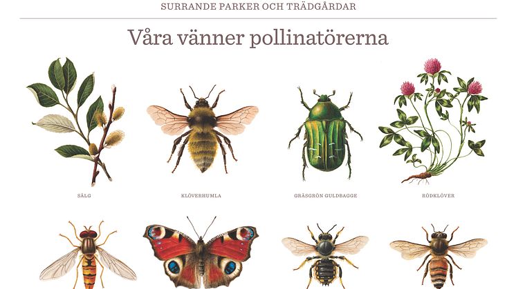 Till kampanjen Surrande parker har illustratören Aron Landahl skapat bilder på några av våra vanligaste pollinatörer: Klöverhumla, gräsgrön guldbagge, flyttblomfluga, påfågelöga, storullbi och honungsbi.