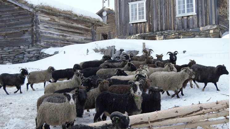 Spælsauer på den økologiske gården Valbjør i Vågå. Foto Inge Lindseth