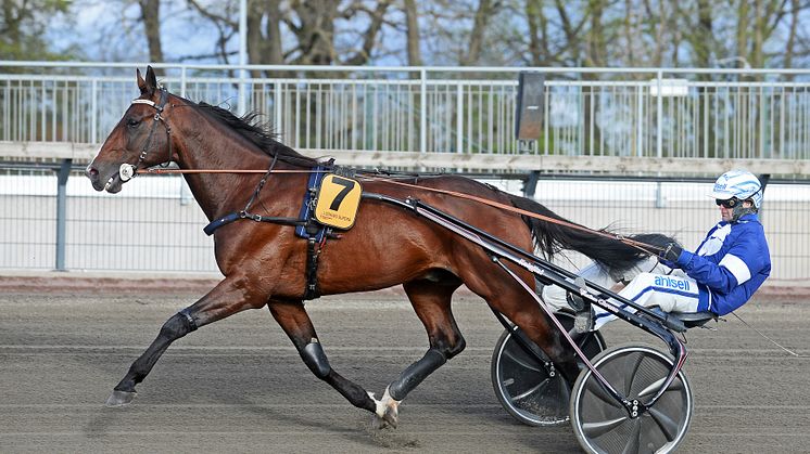 Looking Superb är klar för Elitloppet 2020