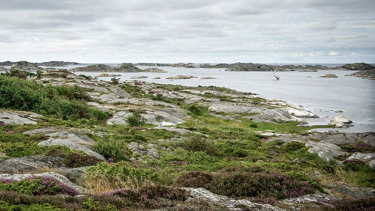 HaV-analys: Fiske bör regleras ytterligare i 30 marina skyddade områden i Sverige 