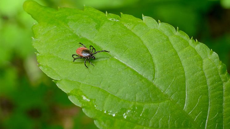 Skydda dig mot fästingar med naturens hjälp