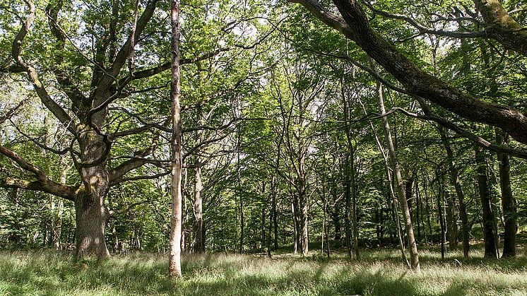 Stenshuvud nationalpark, Foto: Mathilda Tennysdotter, Wikimedia Commons