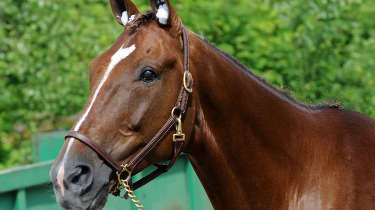 Startförbud hindrar Commander Crowe i finalen av Trotting Masters