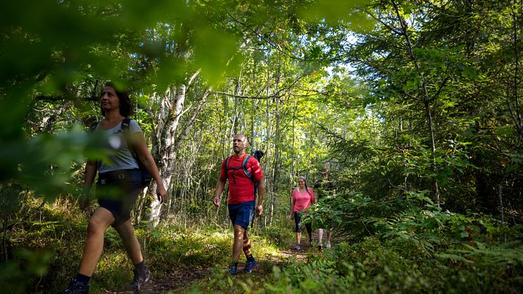 Under sensommaren och hösten erbjuds mat- och upplevelsevandringar på fem av Västergötlands platåberg. Foto: Tobias Andersson/Next Skövde