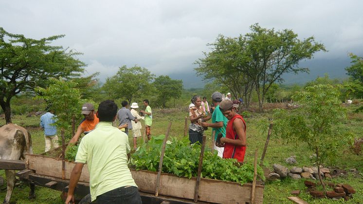 Trädplantering i Nicaragua