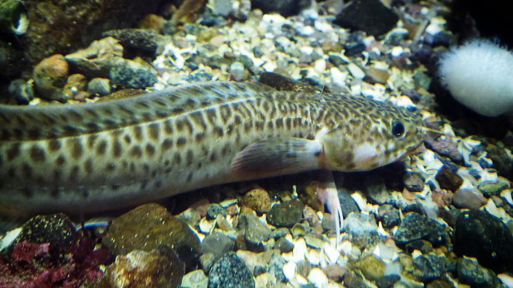 Tretömmad skärlånga, Gaidropsarus vulgaris. Foto: Roger Jansson / Havets Hus