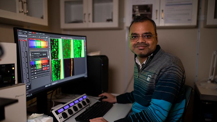   The discovery was possible thanks to Devendra Kumar Maurya used a new technique called correlative microscopy that combines electron microscopy and confocal microscopy. Image: Mattias Pettersson