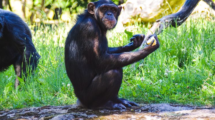Schimpansen Manda