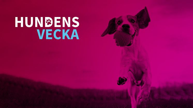 Hundens vecka pågår 12-18 september i hela landet.