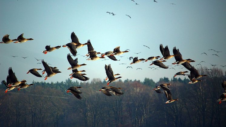 Genrebild flyttfåglar, foto Pixabay