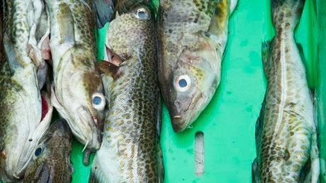 HaV klar med utredning om hur ett utkastförbud i Skagerrak kan kontrolleras 