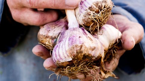 Midsection-of-a-man-holding-organic-harvested-garlic.-174789505_484x725